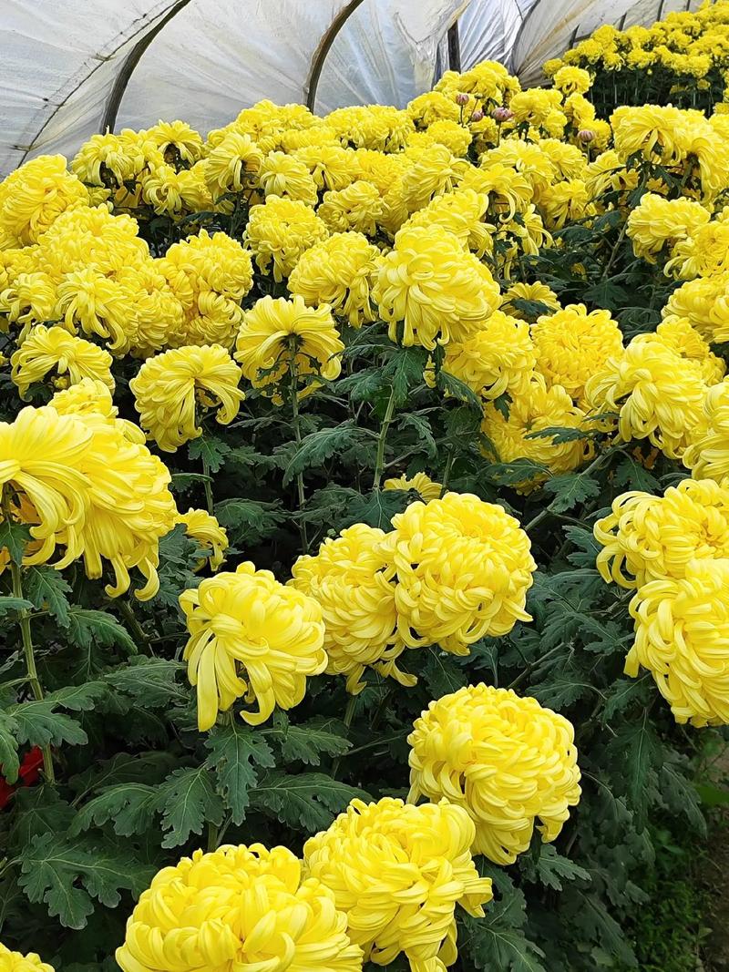 哪些菊花能吃？常见食用菊品种有哪些？-图2