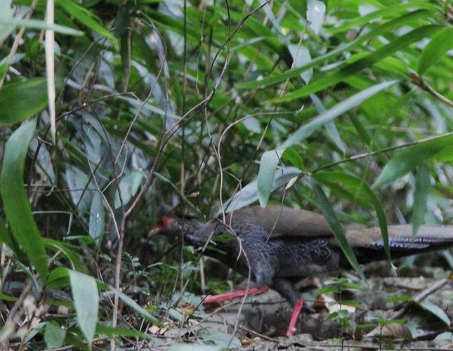 2025野鸡最新价格多少钱一斤？-图2