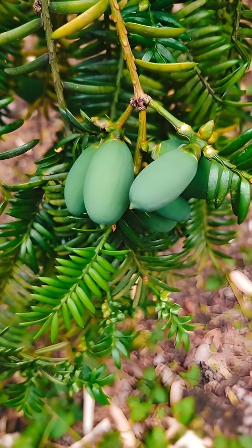 香榧种植技术如何成功落地基地？-图2