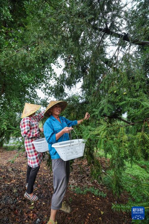 香榧种植技术如何成功落地基地？-图1