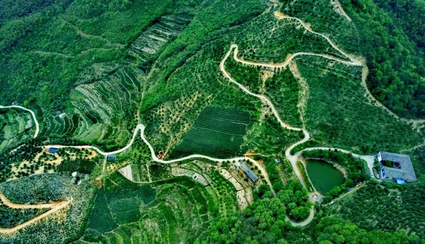 香榧种植技术如何成功落地基地？-图3