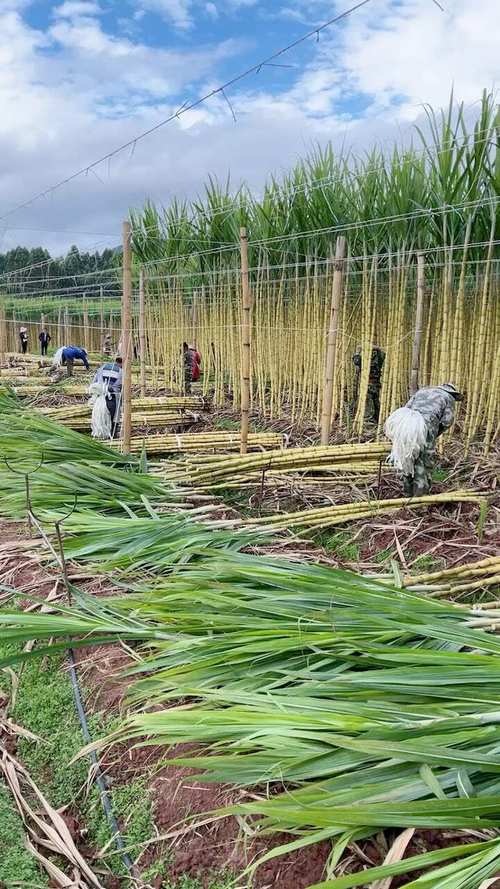 甘蔗种植技术图片，有哪些实用技巧？-图1
