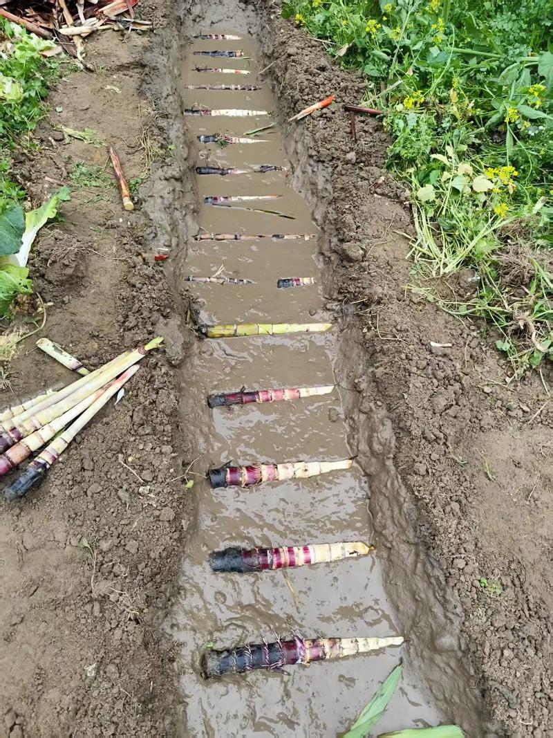 甘蔗种植技术图片，有哪些实用技巧？-图2