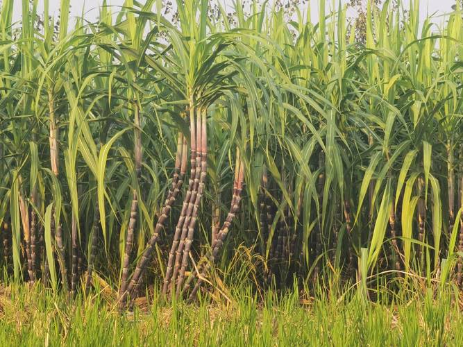 甘蔗种植技术图片，有哪些实用技巧？-图3