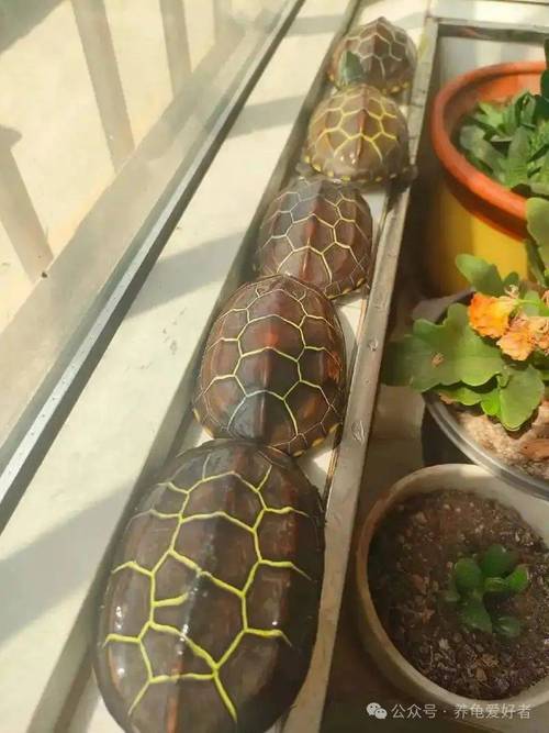 2025年乌龟价格会涨还是跌？-图1