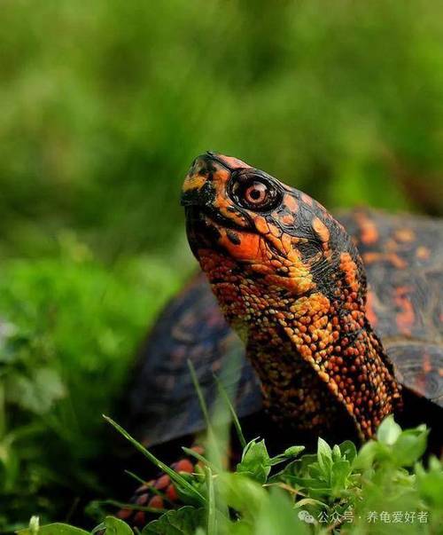 2025年乌龟价格会涨还是跌？-图2