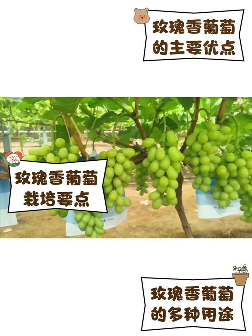 天香玫瑰葡萄有何独特之处？-图1