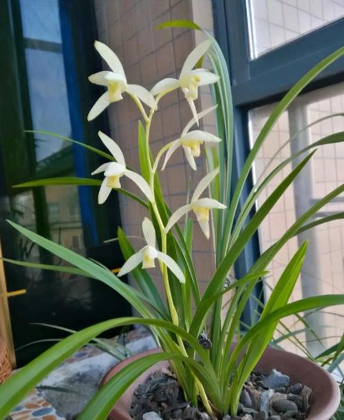 哪种兰花最好养，新手也能轻松种活？-图2