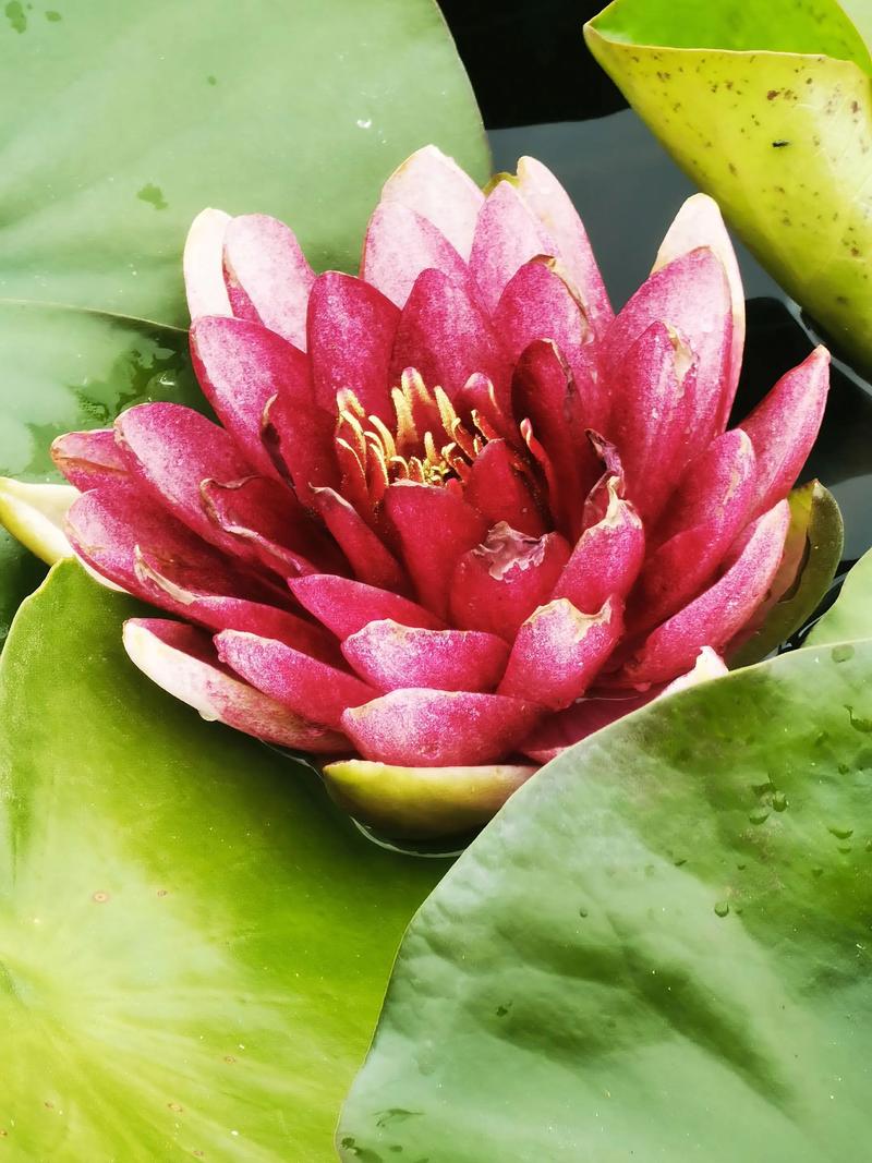 哪些荷花品种最珍贵？-图2