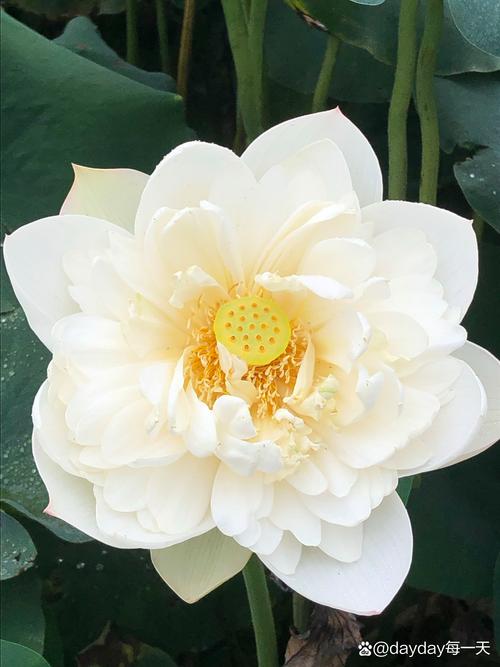 哪些荷花品种最珍贵？-图3