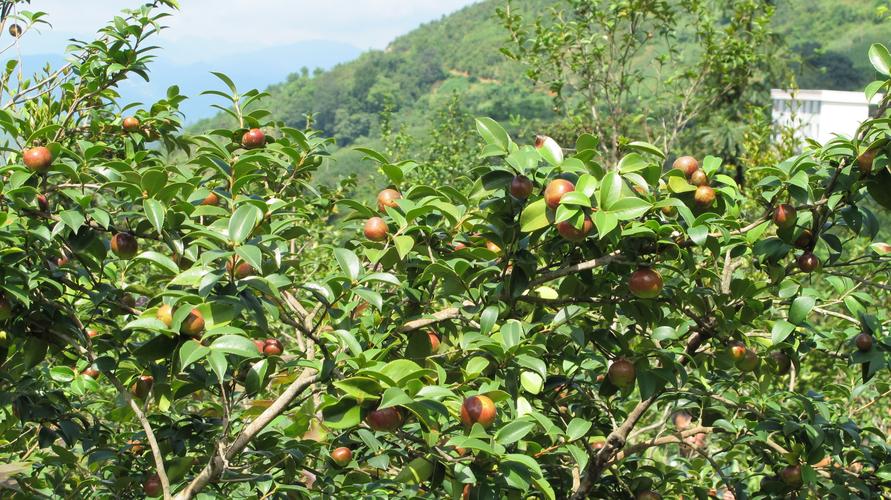 茶油树品种怎么选?高产优质哪个好?-图1 茶油树品种怎么选?高产优质哪个好?-图1
