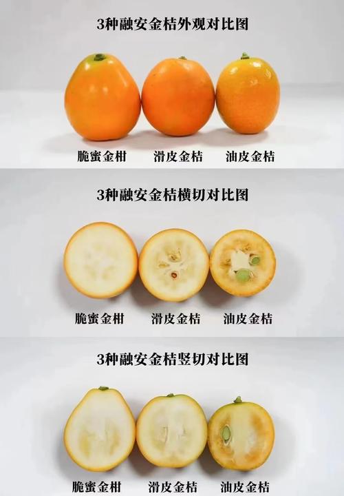 最好桔子品种是哪个?-图1 最好桔子品种是哪个?-图1