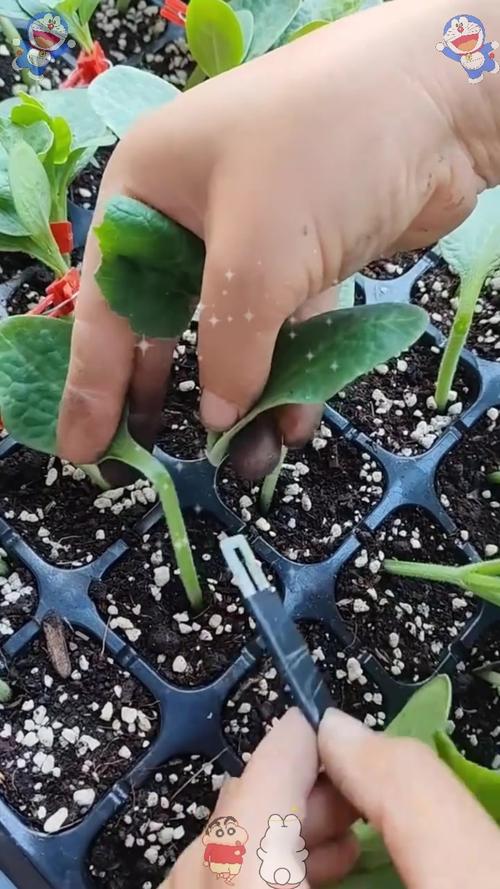 香瓜嫁接技术过程视频-图1