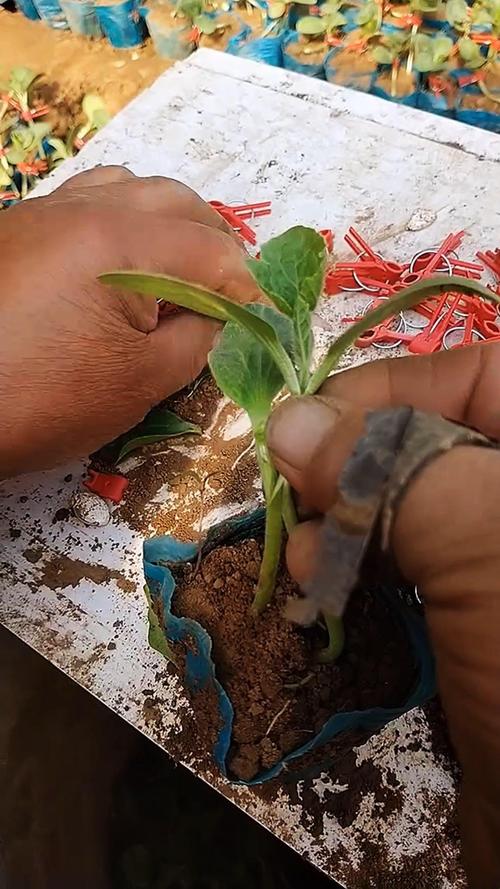 香瓜嫁接技术过程视频-图2