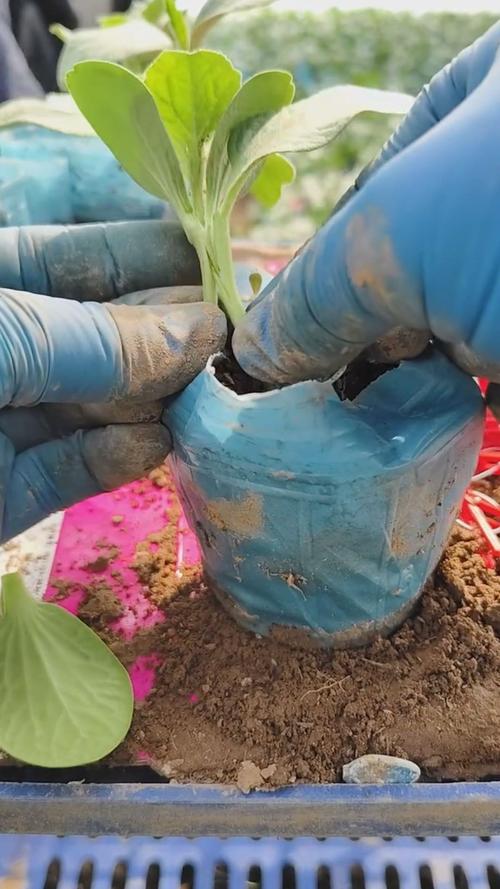 香瓜嫁接技术过程视频-图3