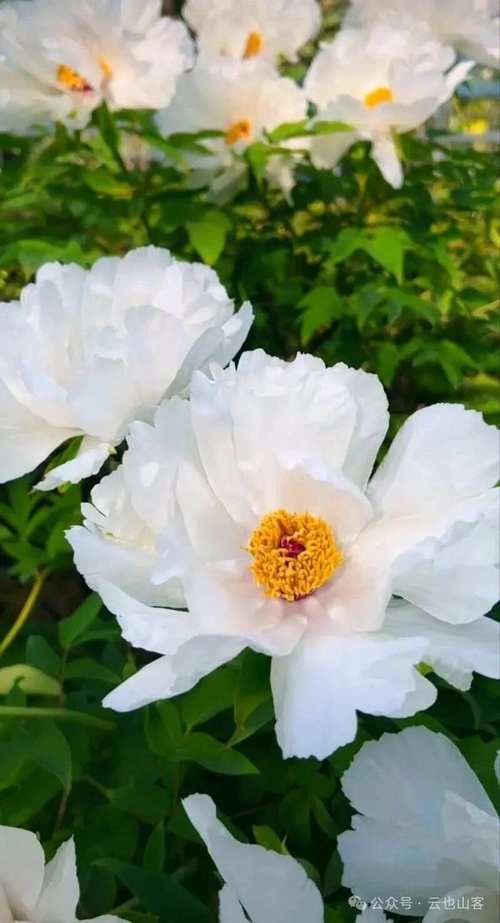 白色牡丹哪个品种最漂亮？-图1