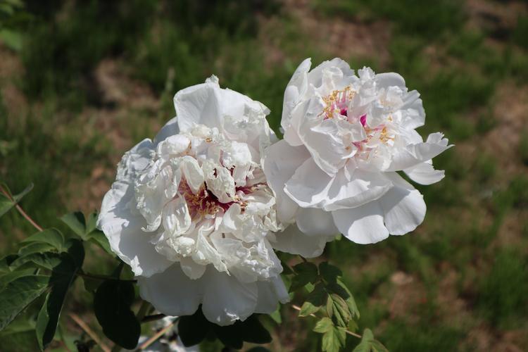 白色牡丹哪个品种最漂亮？-图2