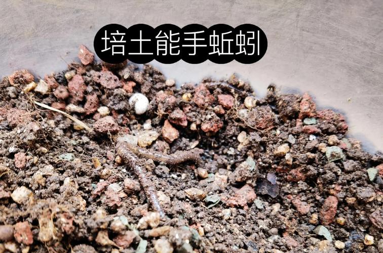 生活污泥蚯蚓养殖技术-图2