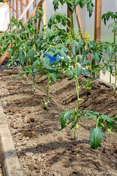 番茄露天种植技术要点有哪些？-图2