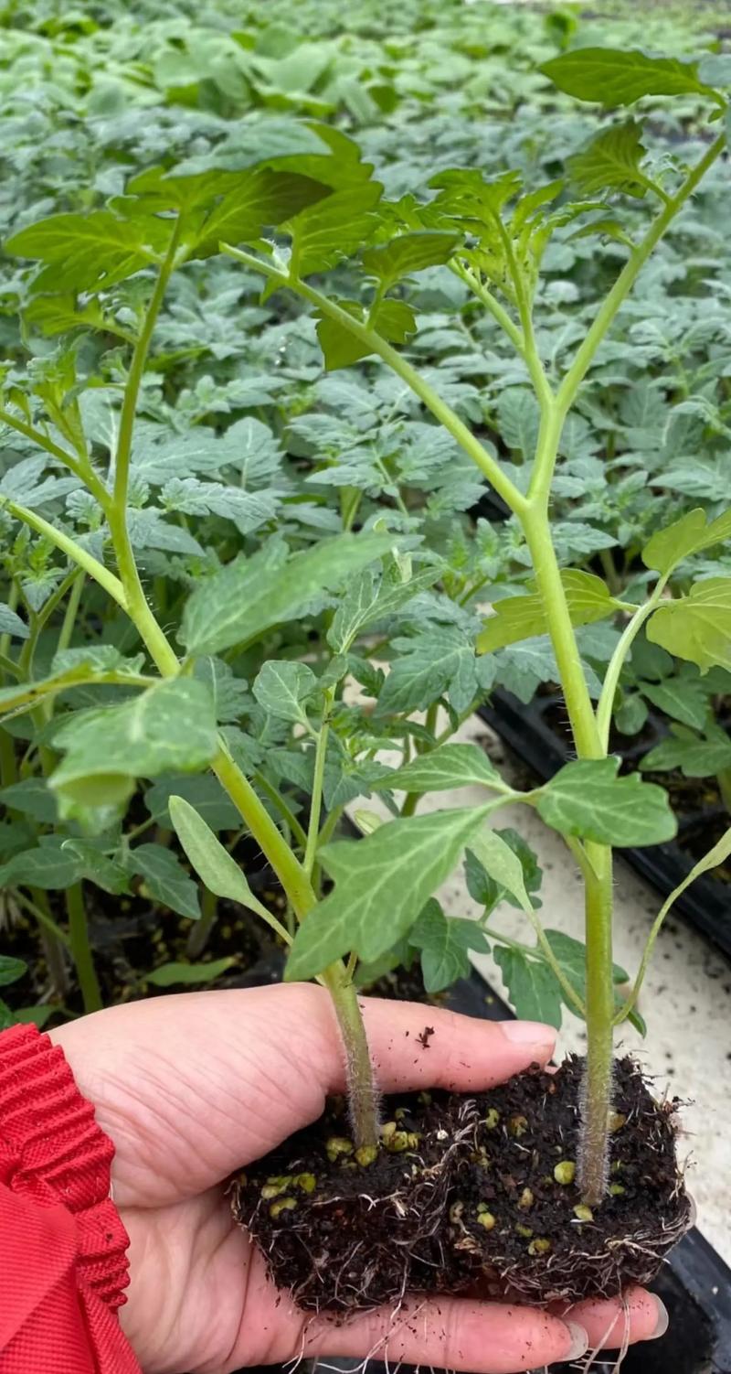 番茄露天种植技术要点有哪些？-图3