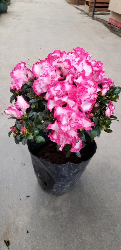 西洋杜鹃哪些品种最值得种？-图1