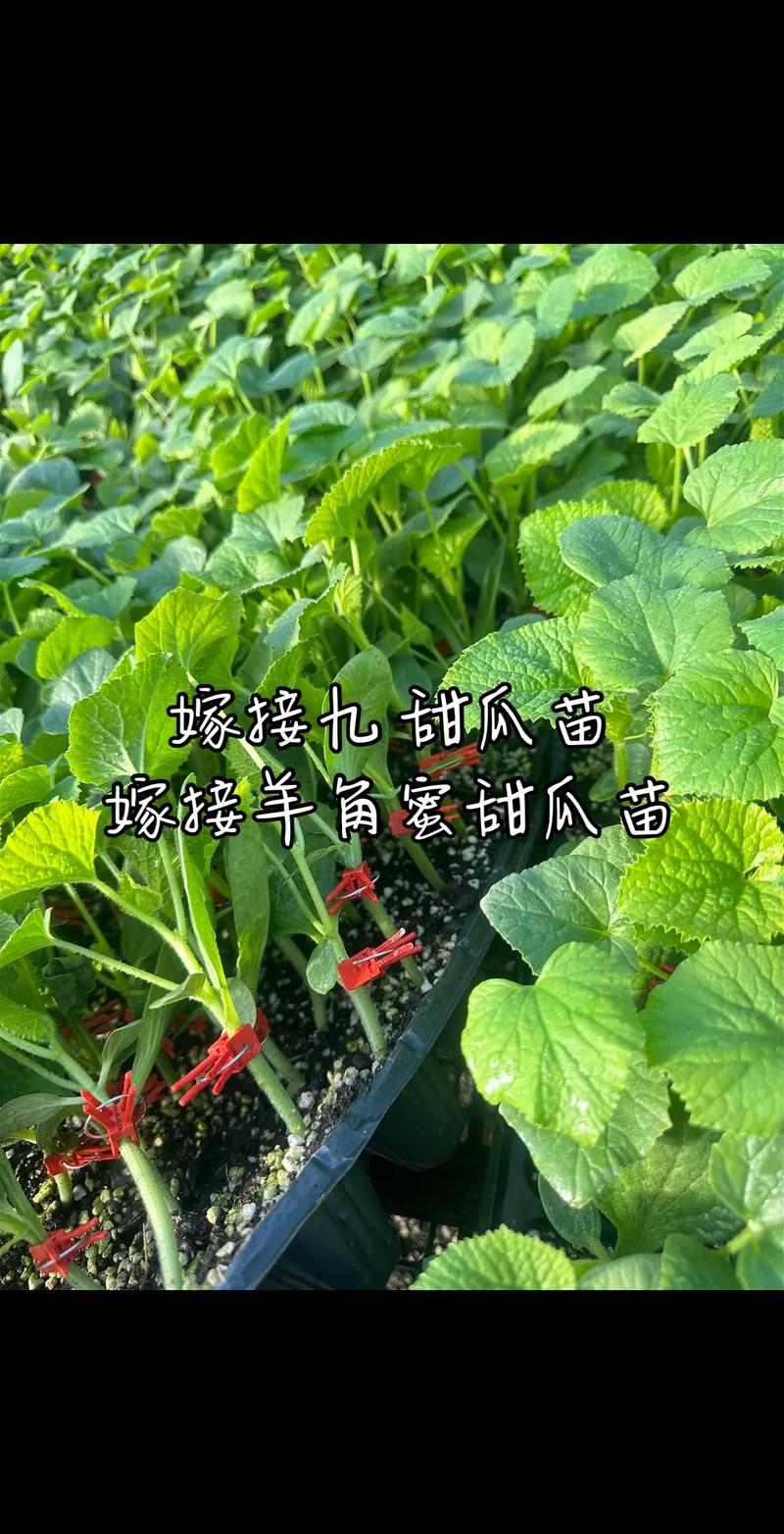 甜瓜断根嫁接育苗技术怎么操作？-图1