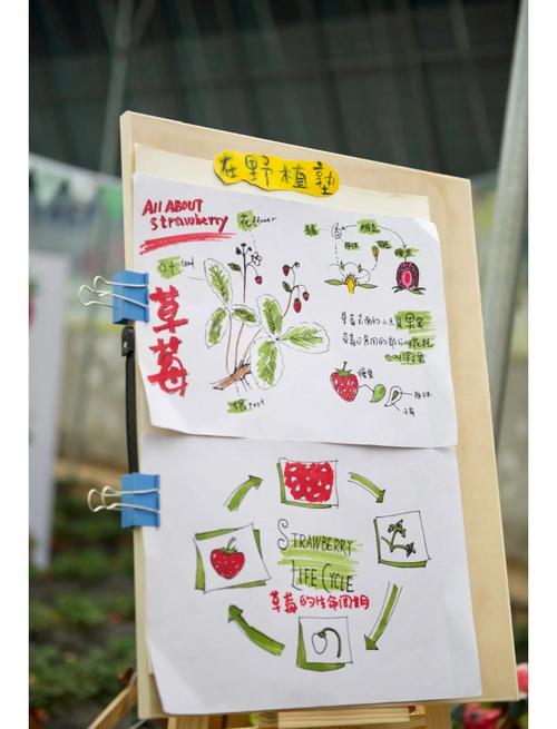 北京草莓种植技术怎么学？关键要点有哪些？-图1