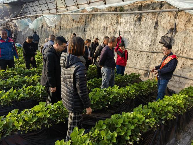 北京草莓种植技术怎么学？关键要点有哪些？-图2