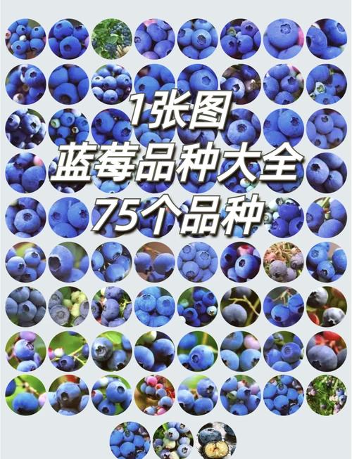 最新引进蓝莓品种有哪些特点？-图1