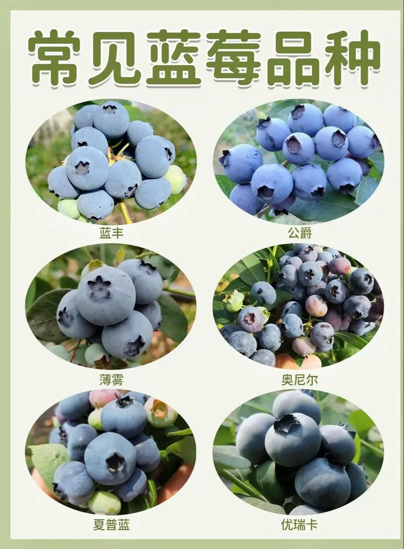 最新引进蓝莓品种有哪些特点？-图2