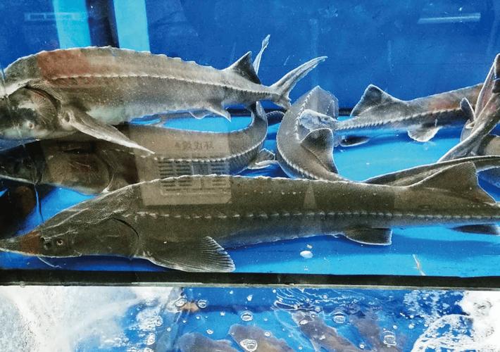 人工养殖大型鲟鱼品种有何优势?-图1 人工养殖大型鲟鱼品种有何优势?-图1