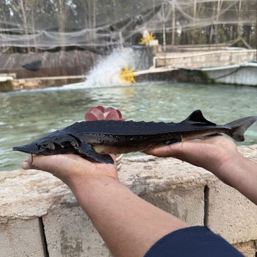 人工养殖大型鲟鱼品种有何优势?-图3 人工养殖大型鲟鱼品种有何优势?-图3