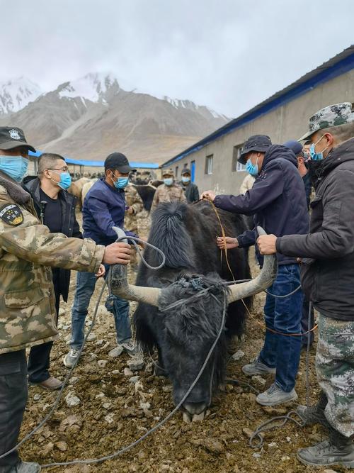 新疆牦牛养殖技术视频，如何高效养殖？-图1