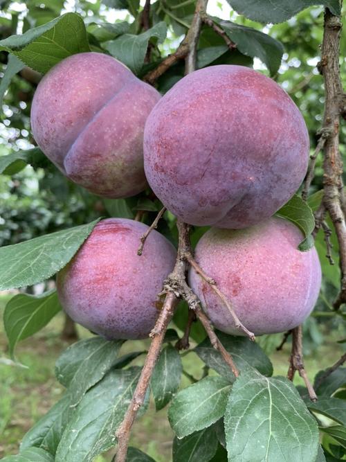 李子品种照片有哪些常见种类？-图2