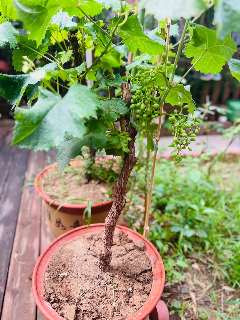 盆栽葡萄什么品种最适合家庭种植？-图1