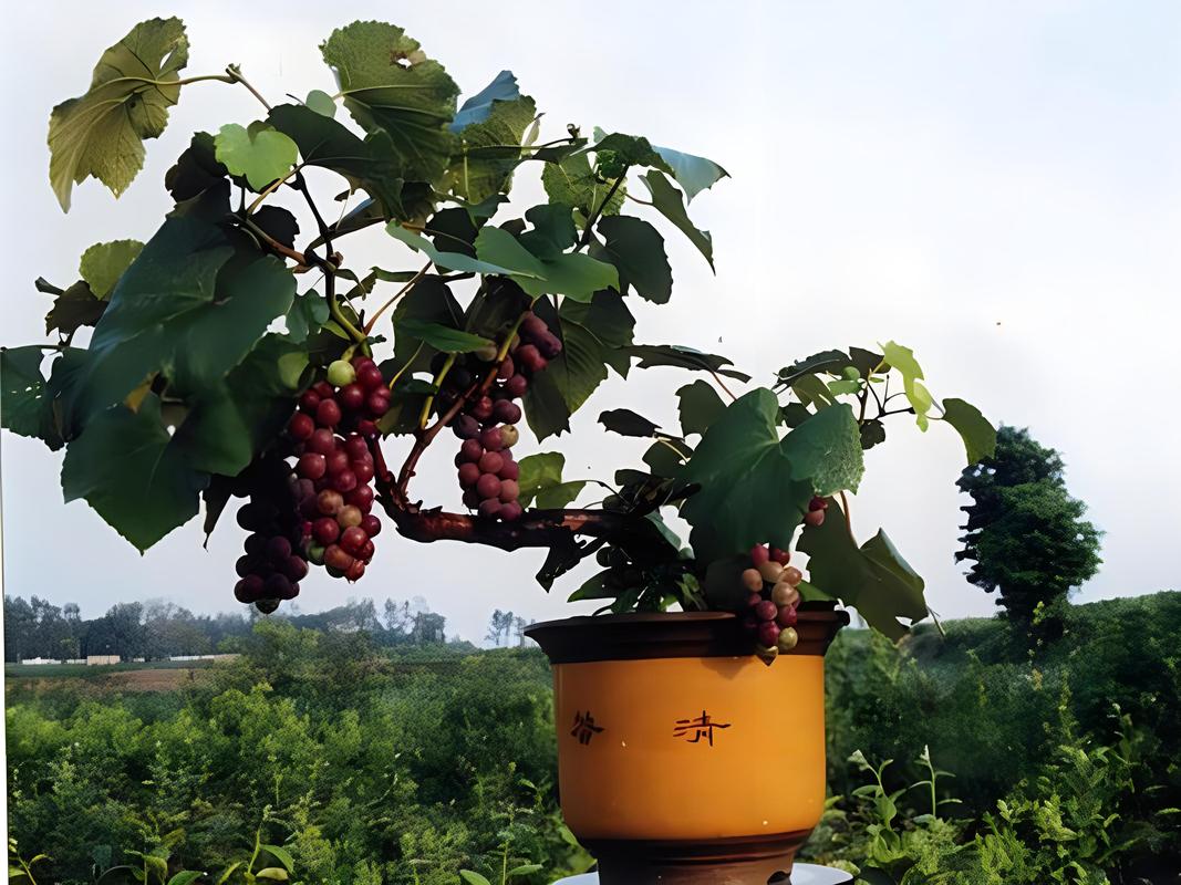 盆栽葡萄什么品种最适合家庭种植？-图2