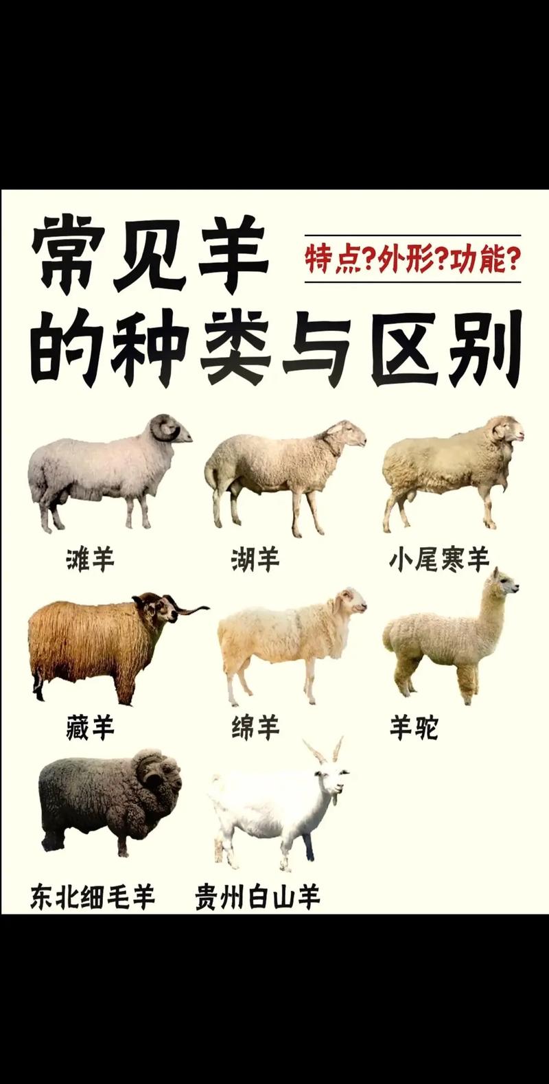圈养选啥肉羊品种好？-图1