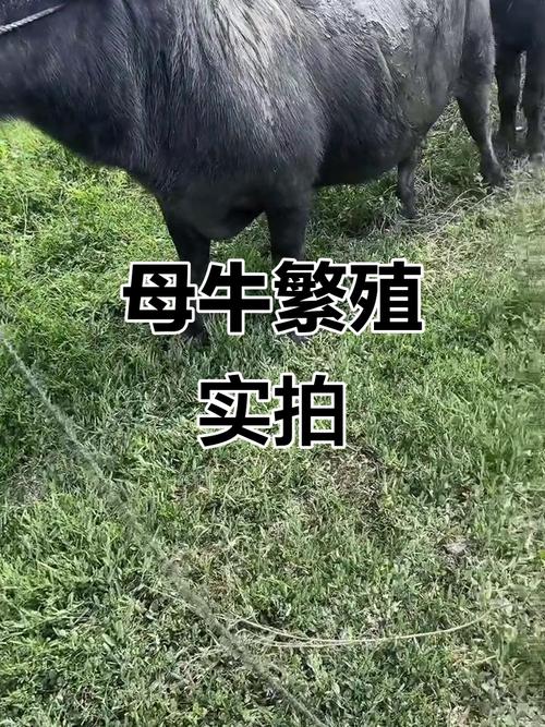 后备繁殖母牛养殖技术要点有哪些？-图1