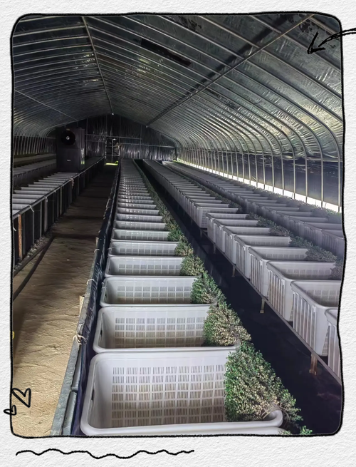 黄鳝养殖新技术视频，核心要点有哪些？-图3