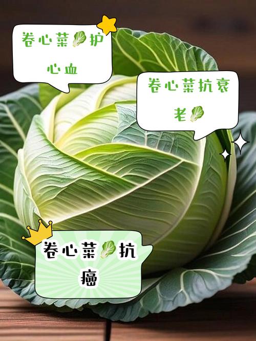秋卷心菜高产种植技术要点有哪些？-图2