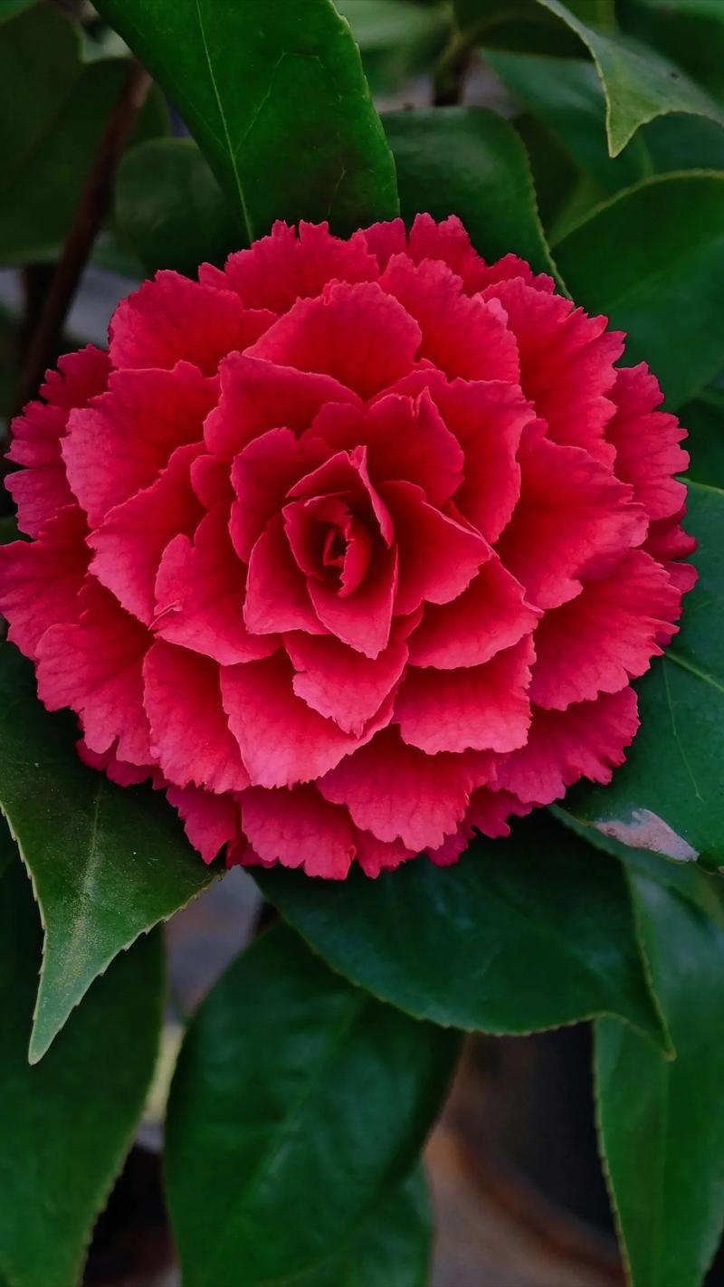 茶花品种有哪些?-图1 茶花品种有哪些?-图1