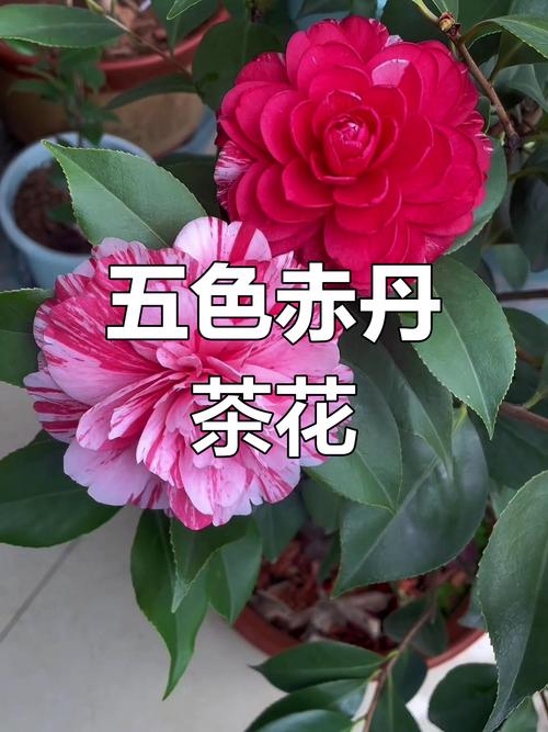 茶花品种有哪些?-图2 茶花品种有哪些?-图2