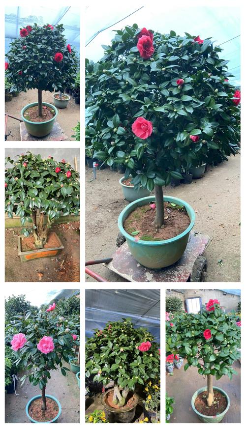 茶花品种有哪些?-图3 茶花品种有哪些?-图3