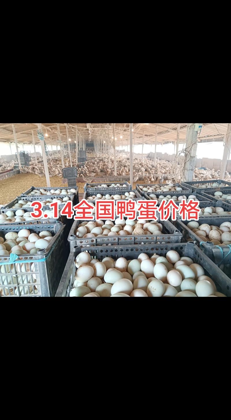 2025仙桃鸭蛋价格会涨还是跌？-图1