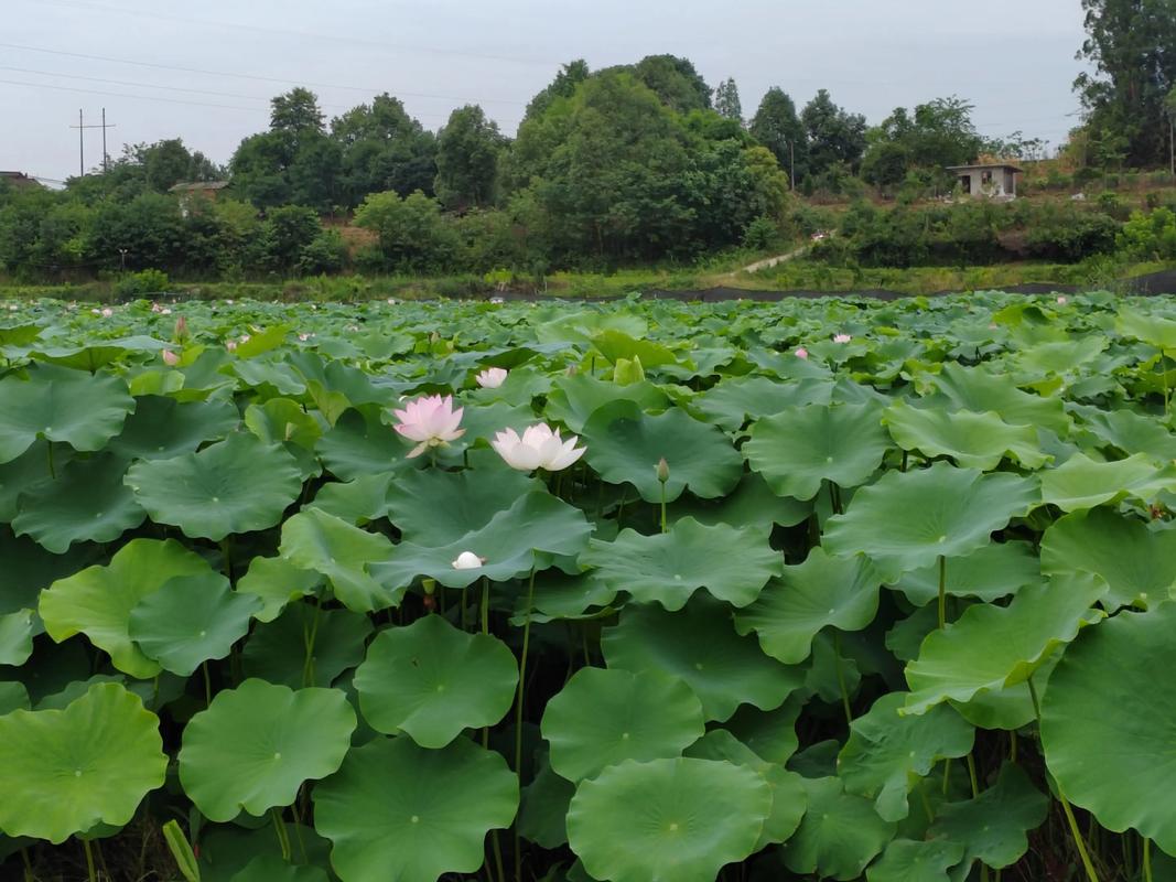 2025年宜宾青蛙价格会涨还是跌？-图3