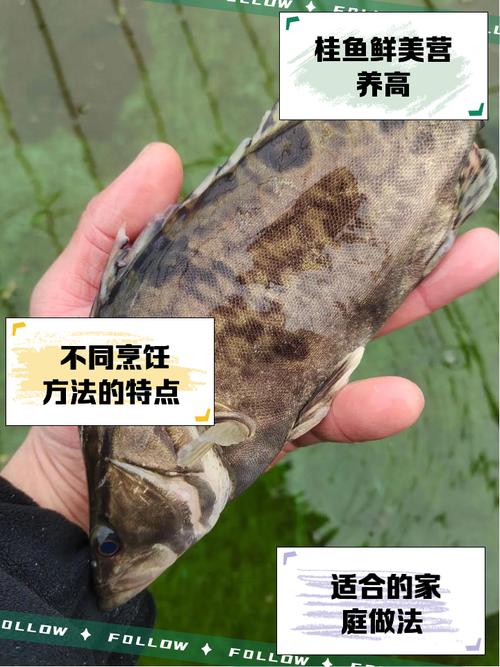 桂鱼野生自然繁殖技术如何突破？-图2