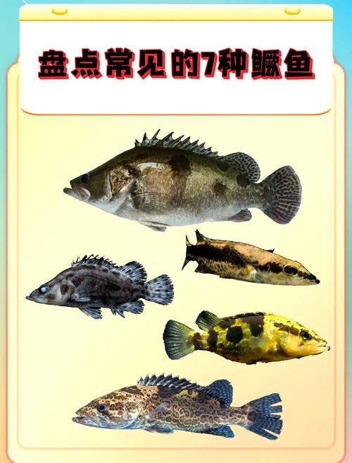 桂鱼野生自然繁殖技术如何突破？-图3