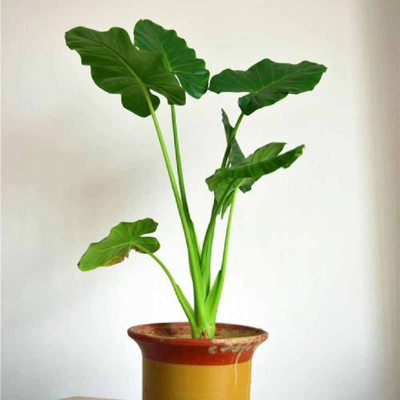 滴水观音有哪些常见品种？-图1