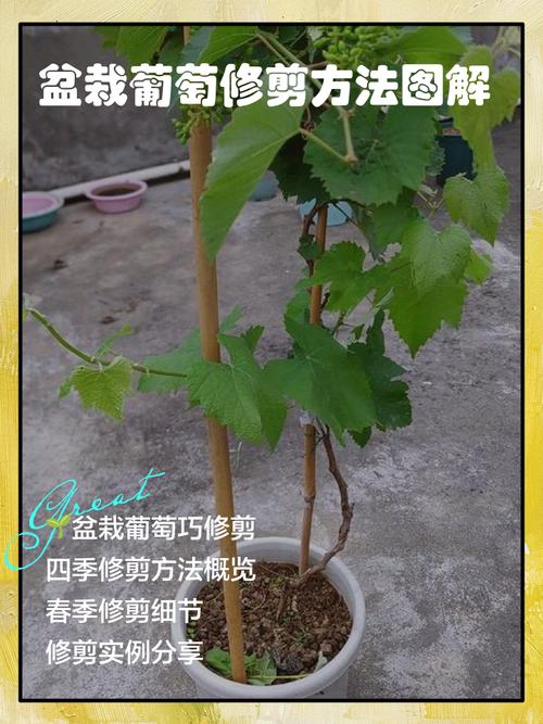 盆栽葡萄技术CCTV，如何在家种好？-图1