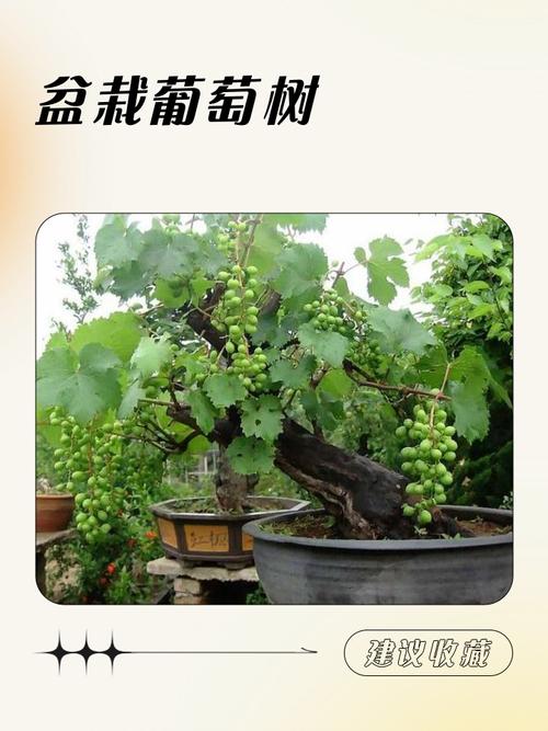 盆栽葡萄技术CCTV，如何在家种好？-图2